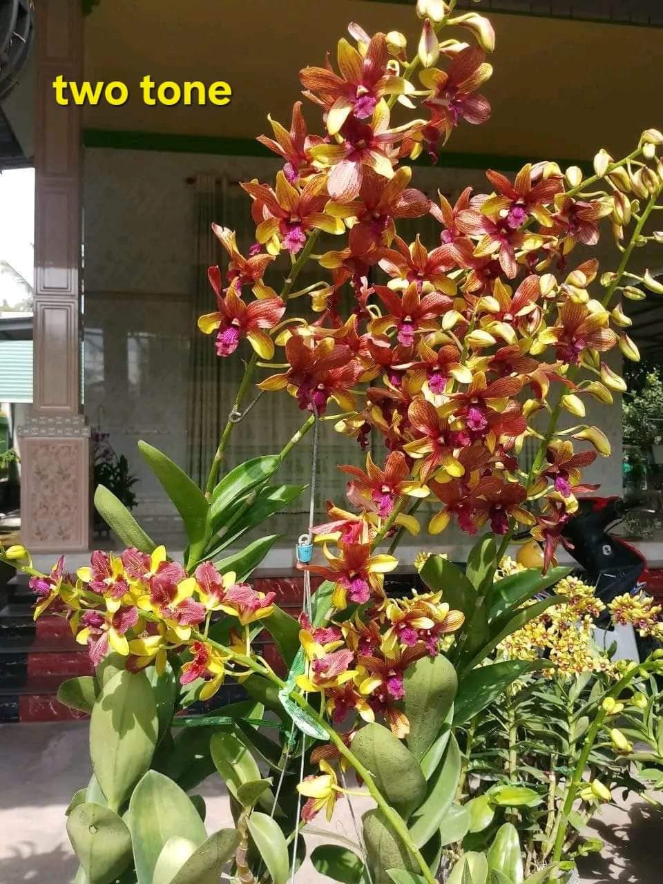 Hoa lan denro nắng bướm đỏ