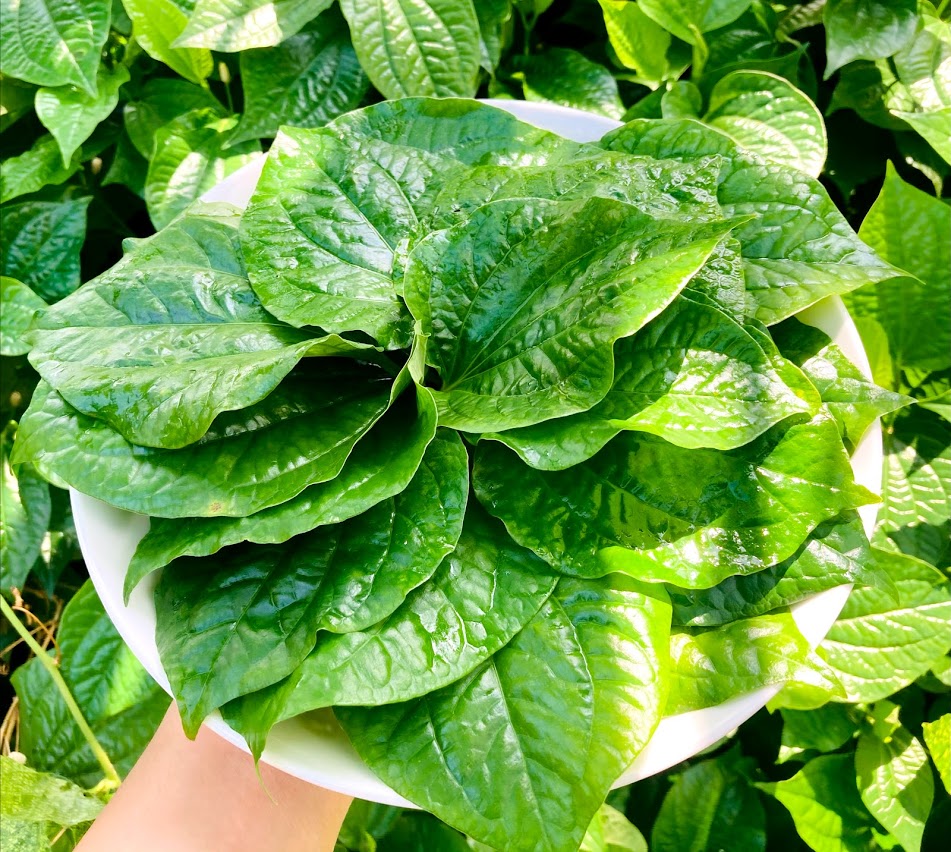 Lá lốt tươi - Vườn Nhà Huyền - 500 gram - Bò nướng lá lốt cùng mật ong