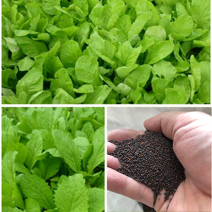 Hạt giống cải mơ gói 100g Cánh Đồng Xanh; Hạt giống cải mơ nảy mầm nhanh, tỷ lệ nảy mầm 95%