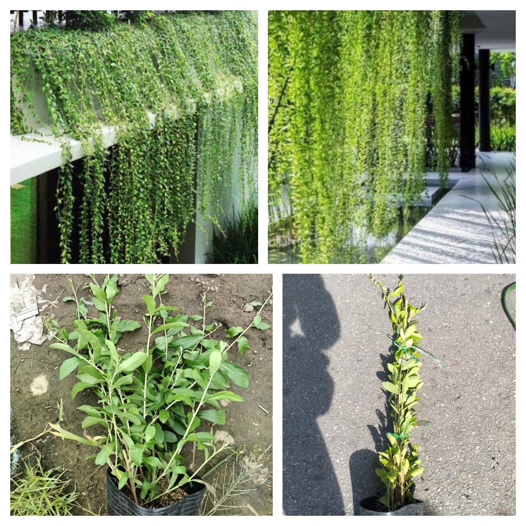 Cây cúc tần ấn độ treo ban công dài 40-50cm cây leo rũ tấm màn cây xanh decor quán cà phê + tặng kèm phân bón cây | Minh Hân Garden