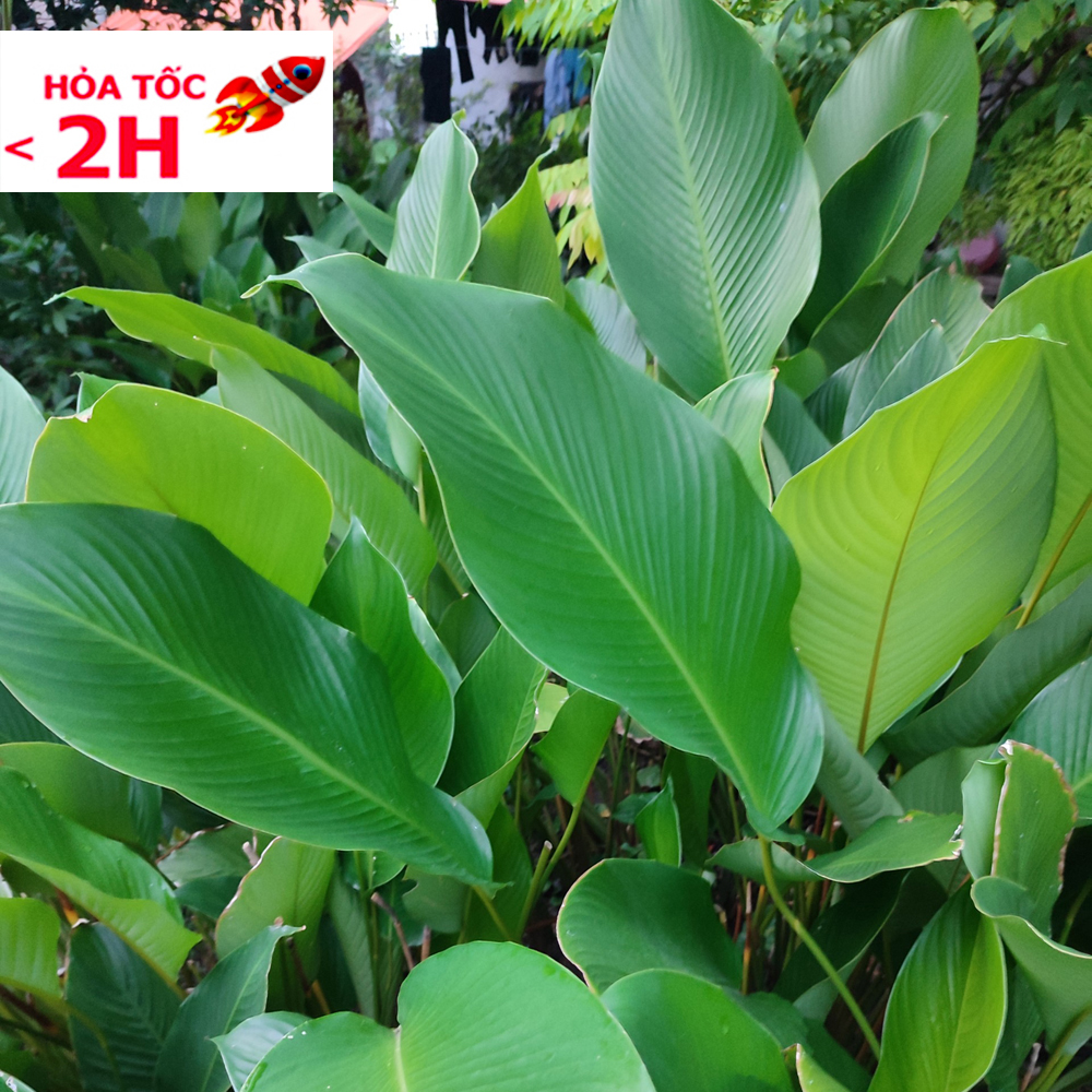 100 Lá dong tươi sạch Nhà Trồng gói bánh chưng, bánh tét, bánh giầy, bánh tẻ, bánh nếp, bánh giò, bánh tro...