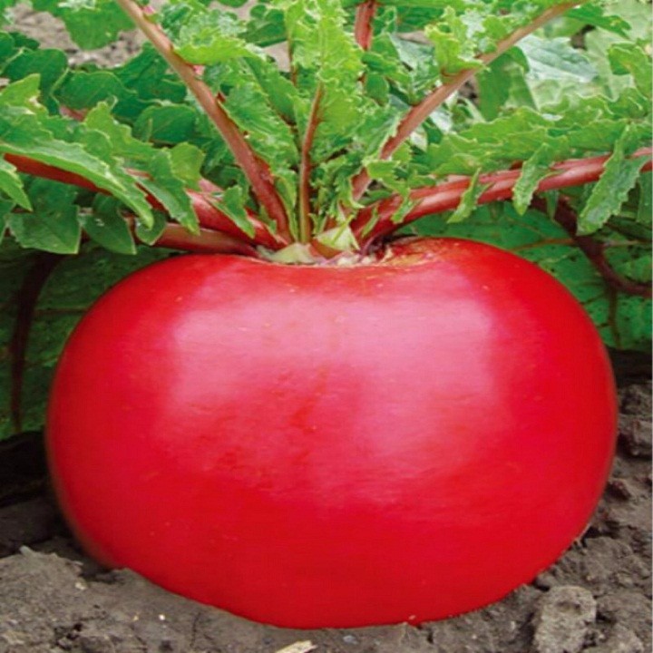 5 Gr Hạt Giống Củ Cải Đỏ Khổng Lồ