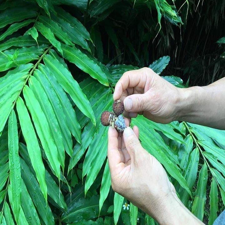 Combo 5 Cây giống sa nhân tím - 235656