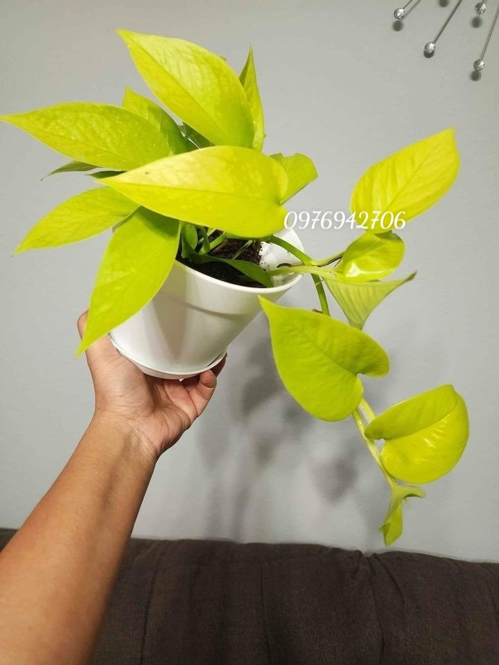 Trầu bà vàng Neon Pothos-(thanh lọc không khí-thích hợp văn phòng, nhà ở, sân vườn