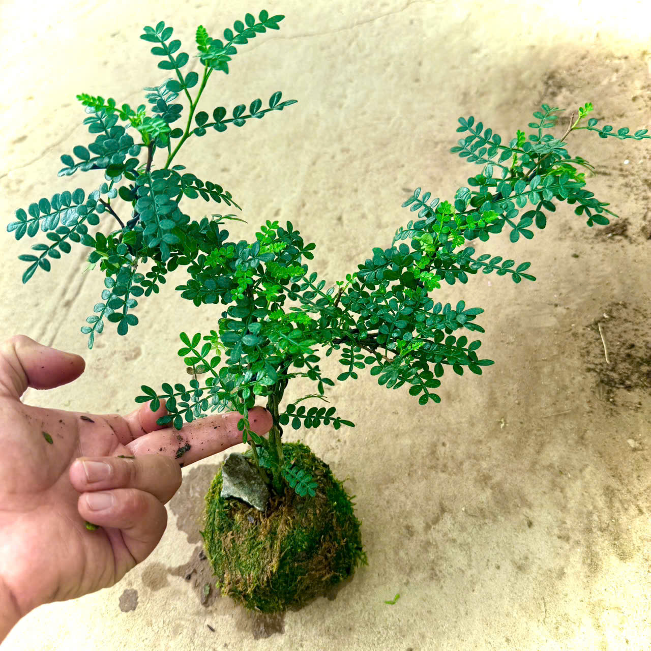 Chậu cây thanh mộc hương kokedam cầu rêu bonsai ôm đá