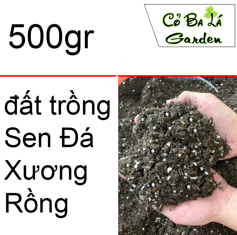 Đất Trồng sen đá xương rồng