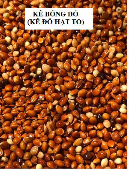 200G HẠT KÊ BÓNG ĐỎ (KÊ ĐỎ HẠT TO) CHO CHIM CẢNH, LB, COCKATEIL, YẾN PHỤNG