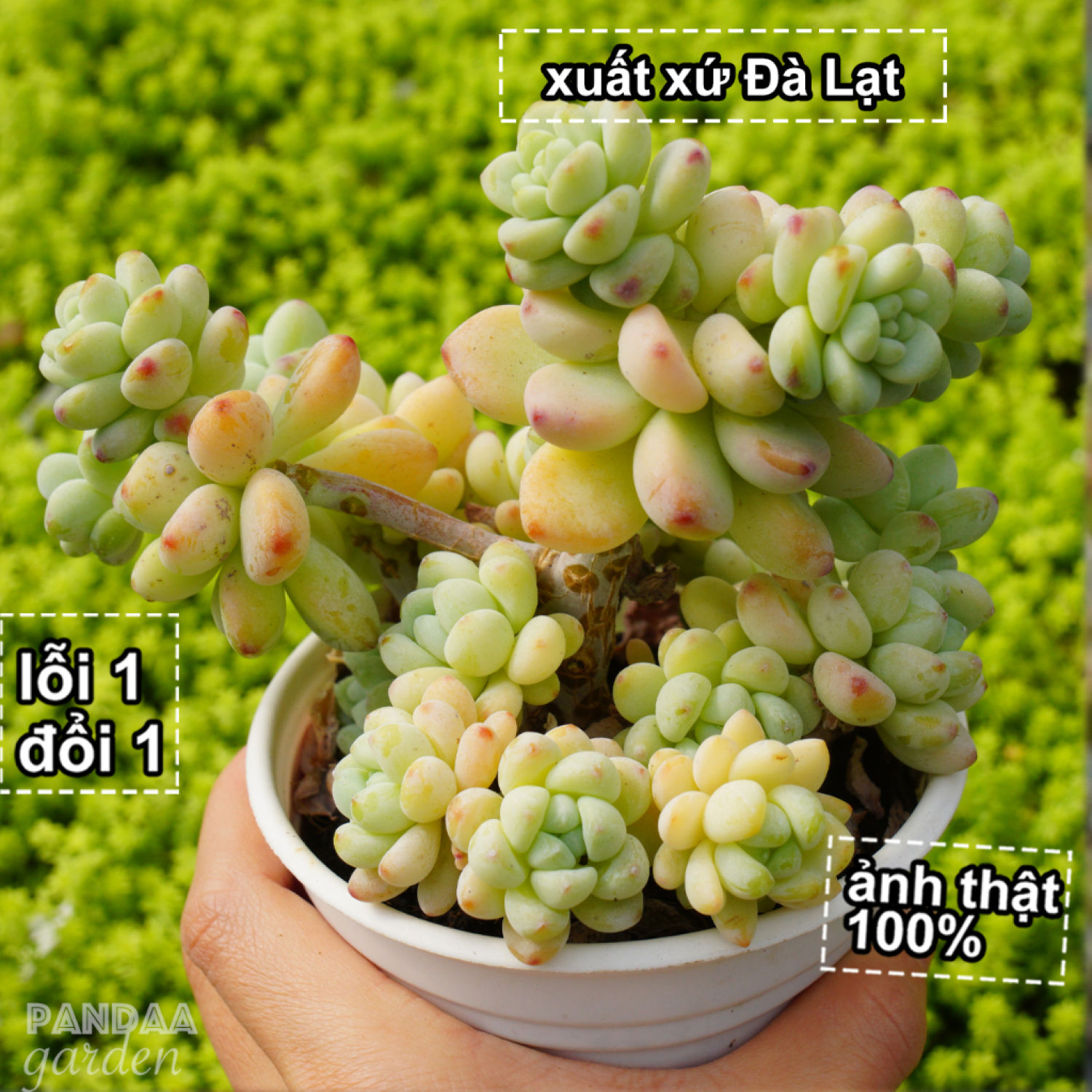 Sen đá sỏi thiên thanh thơm gốc thụ 10 - 12cm cây to khoẻ dễ chăm, sen đá vườn pandaa garden thuần khí hậu, lỗi 1 đổi 1