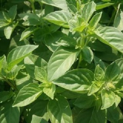 [Seeds] Hạt giống lá é trắng Rado (rau thơm sả), đóng gói 5gr