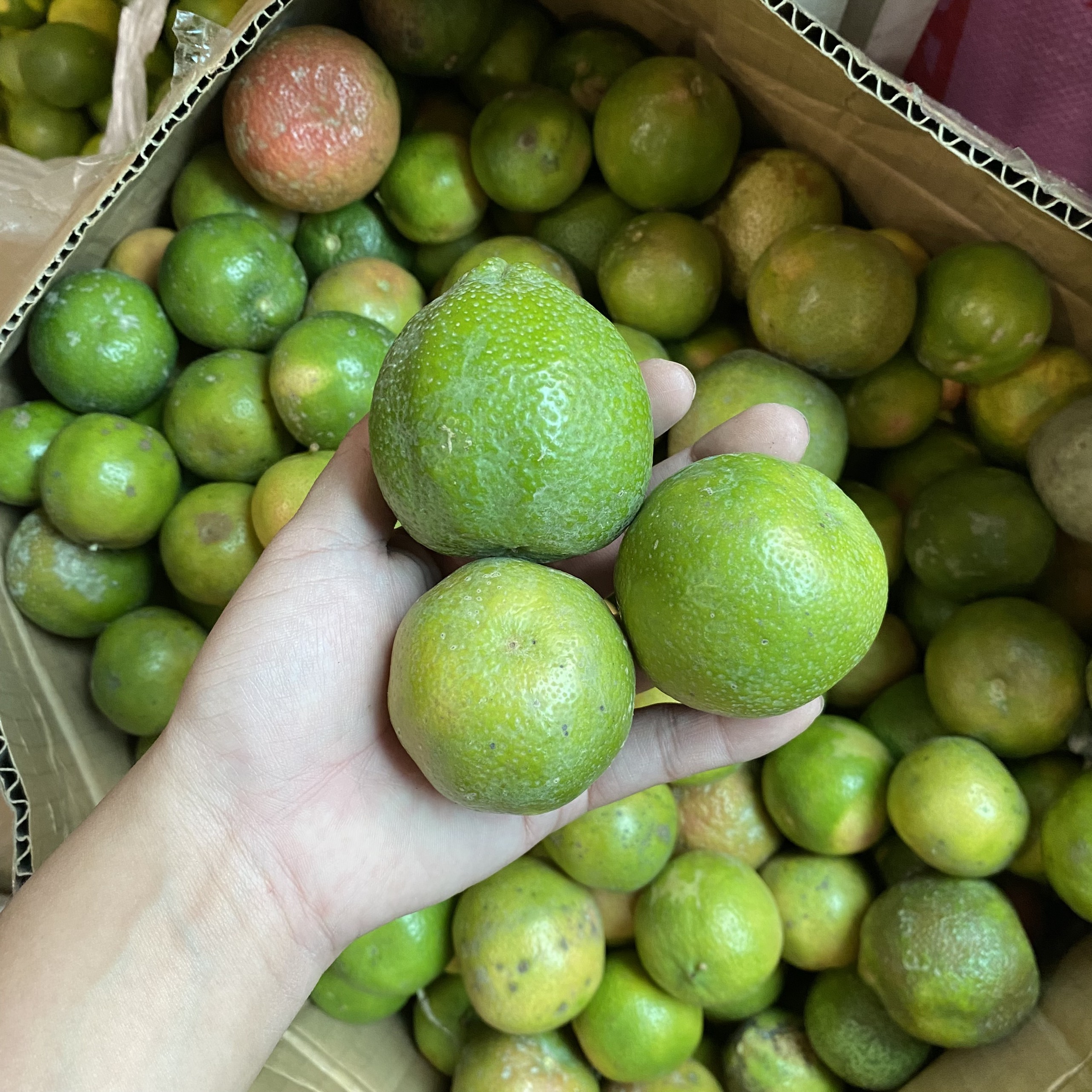 1KG Chanh Đào Tươi Hoà Bình Size Trung ( CHANH VỀ THEO ĐỢT - ẢNH SHOP CHỤP LÀ ẢNH MỚI NHẤT THEO ĐỢT HÁI )