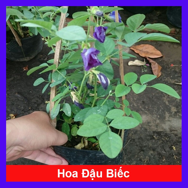 Cây Hoa Đậu Biếc - Cây cảnh sân vườn - caykiengsadec