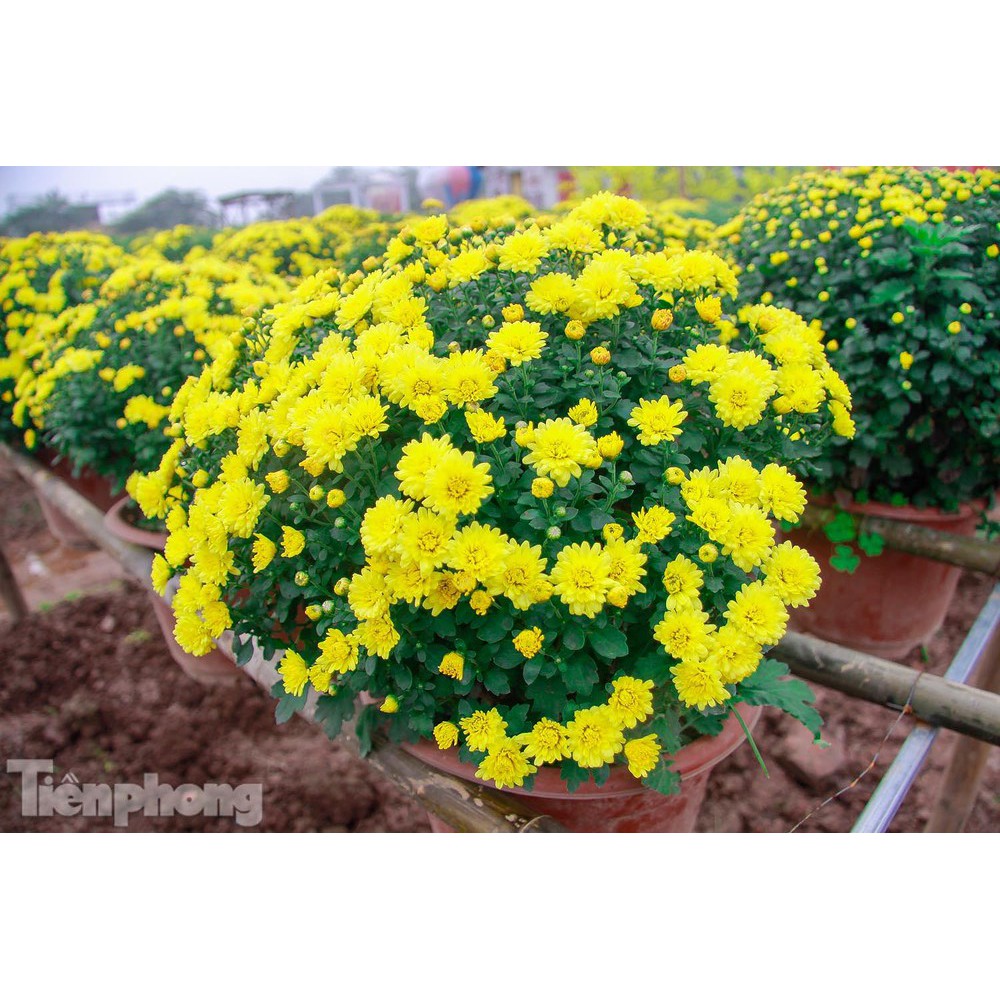 200 Hạt Giống Hoa Cúc Mâm Xôi Vàng