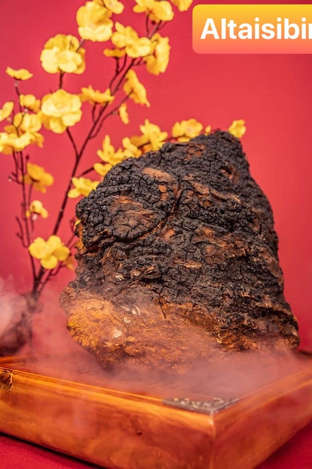 500 gam nấm chaga sibiri - nhập khẩu nga