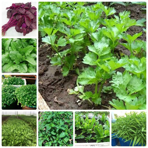 Bộ12 gói hạt giống các loại rau dễ trồng