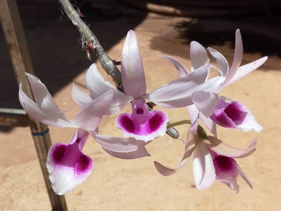 Giả hạc Chumoray - Cây Con gieo hạt rất đẹp