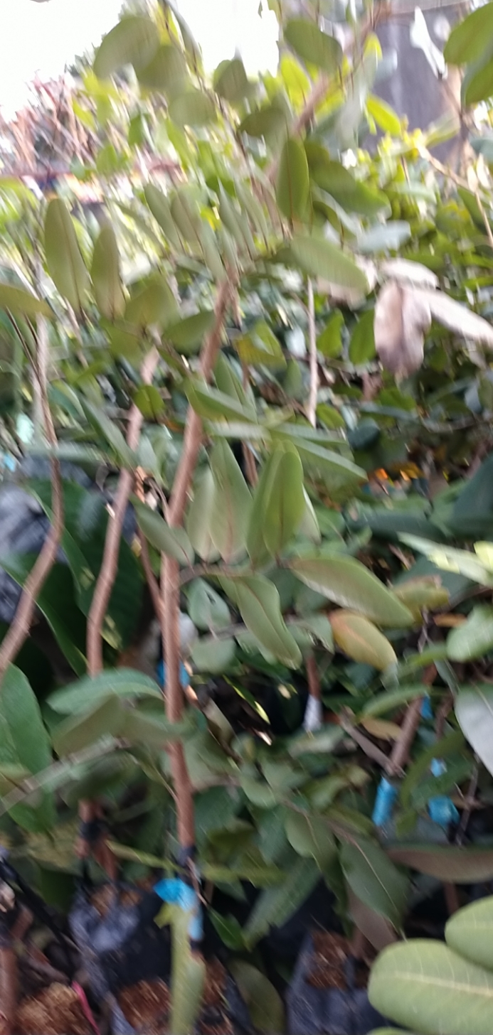 CÂY GIÔNG NHÃN XUỒNG CƠM VÀNG LOẠI 1