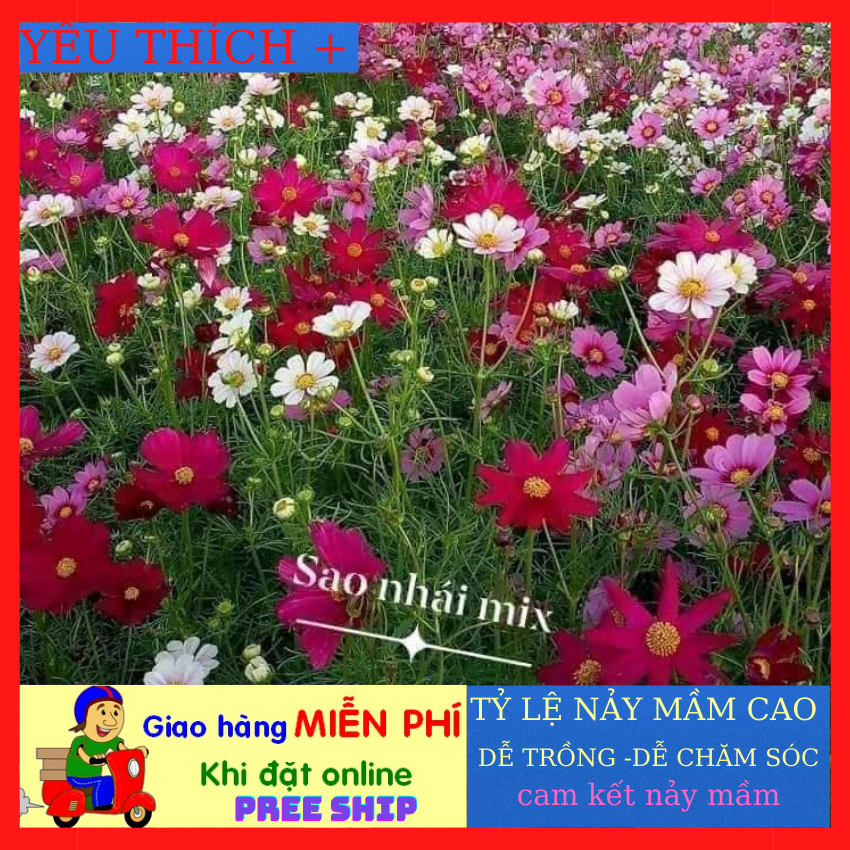Free ship 1kg hạt giống hoa sao nháy mix màu