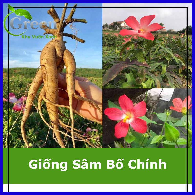 Hạt giống sâm bố chính thảo dược