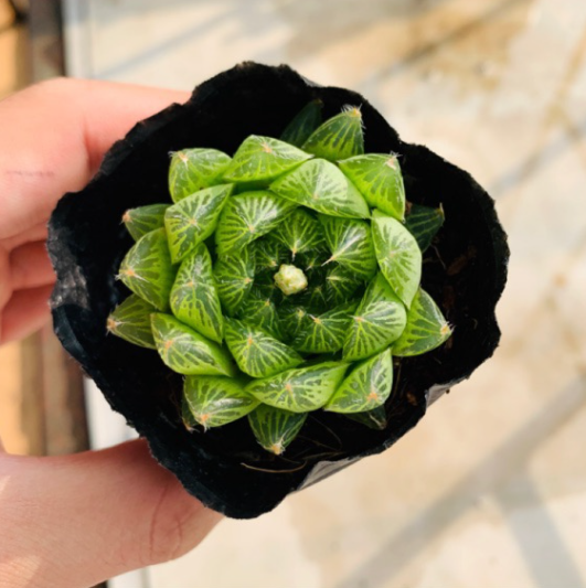 Sen đá kim cương đà lạt