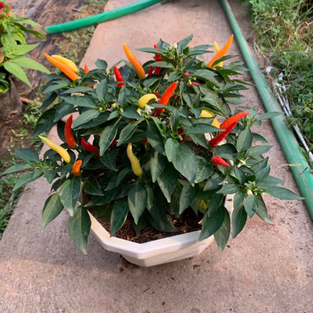 Cây ớt cảnh trồng chậu treo quả tới tầm đẹp thích hợp treo ban công, trang trí nhà cửa