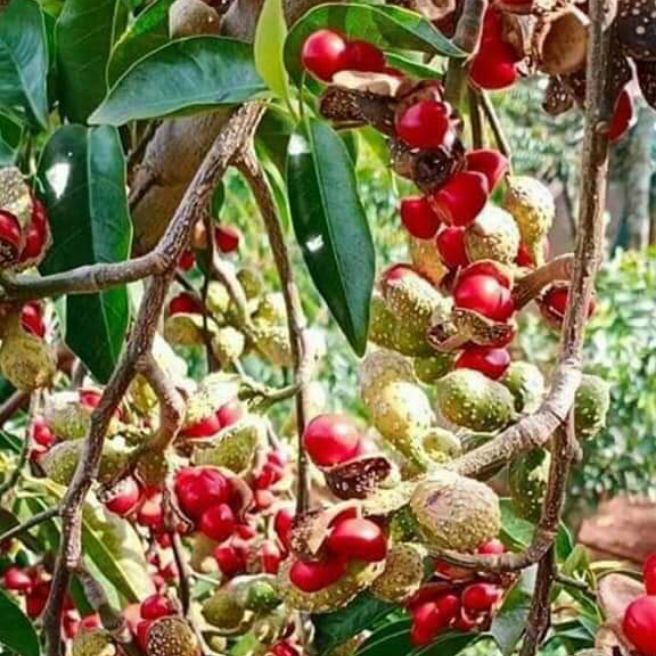 cây giống Dổi ghép