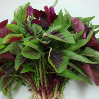 20g hạt giống dền 3 màu