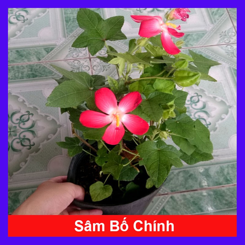 Cây nhân sâm bố chính - cây cảnh sân vườn - caykiengsadec
