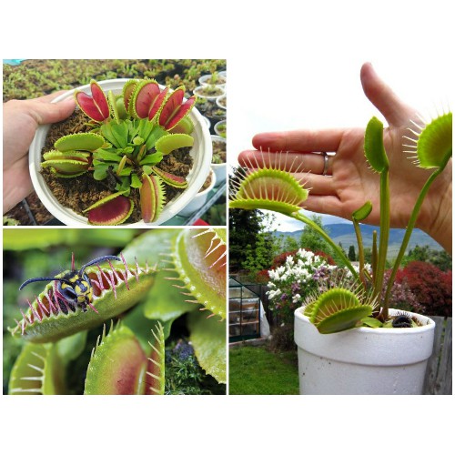 Hạt giống bẫy kẹp flytrap, cây bắt mồi, cây bắt ruồi côn trùng dễ trồng