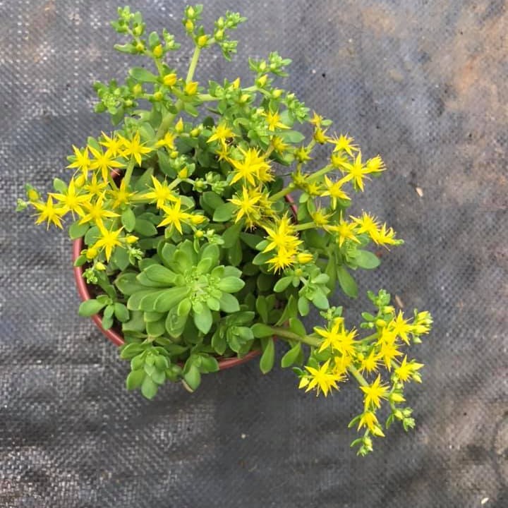 Sen đá sedum hoa hồng xanh chậu trung