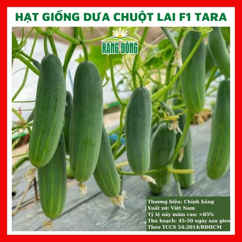 Hạt giống dưa leo lai F1 - dưa chuột lai thơm ngon siêu trái - rau củ quả trồng chậu, sân vườn ban công 0,5gr TARA 135