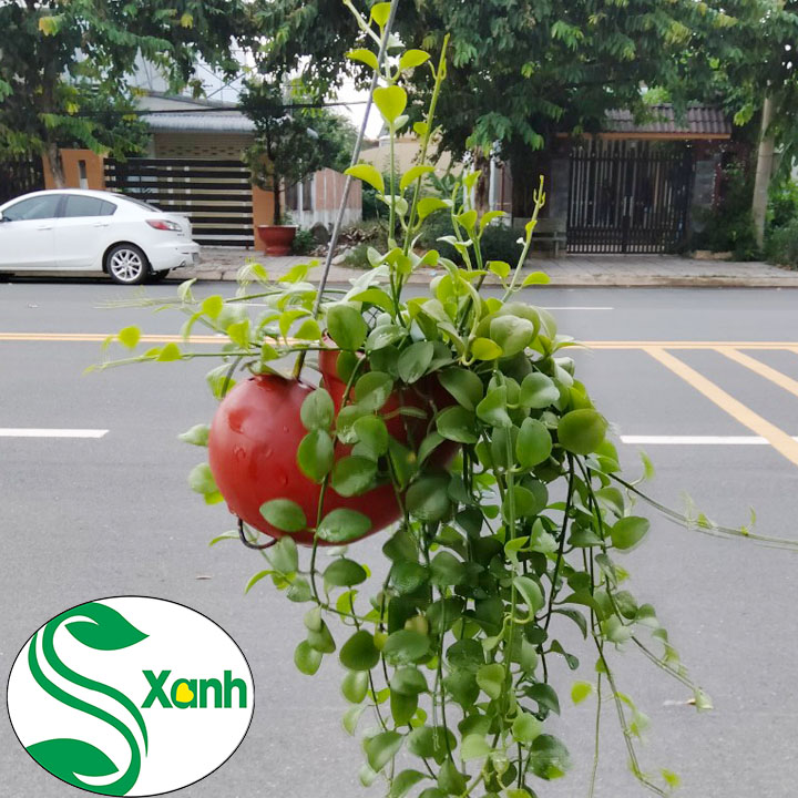 Lan đô la ốc nhựa đỏ