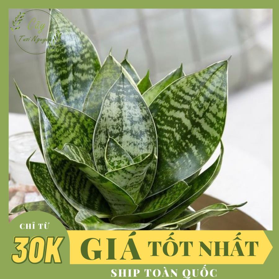 CÂY LƯỠI MÈO ,(cao 20cm), cây phong thủy hút tài lộc để bàn mini GIÁ RẺ, lọc không khí, Cây Tươi Nguyên CTN0480