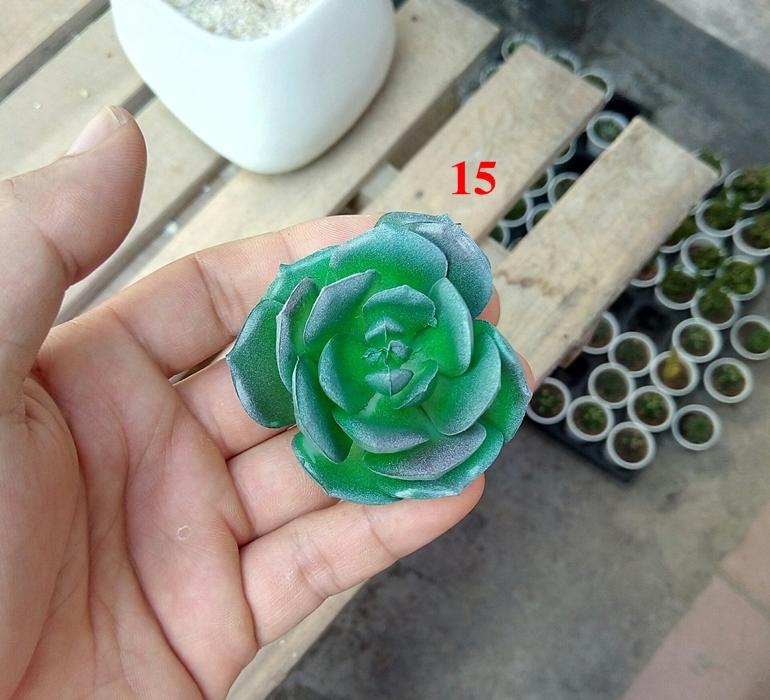 Cây hoa nhựa: sen đá lola xanh nhựa