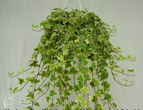 THƯỜNG XUÂN - cây dây leo | Lazada.vn