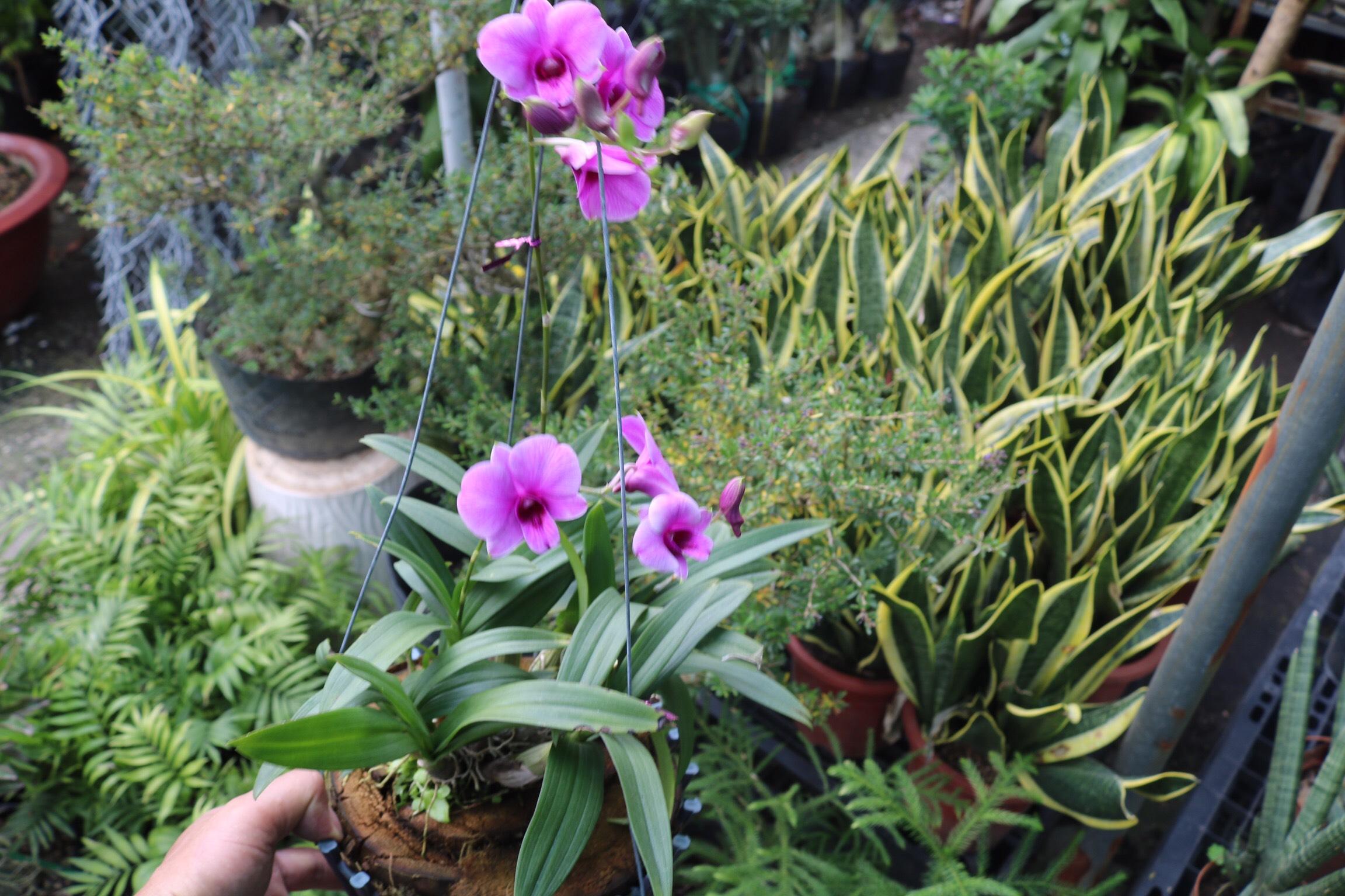 Lan Denro Mini Yaya hoa màu tím