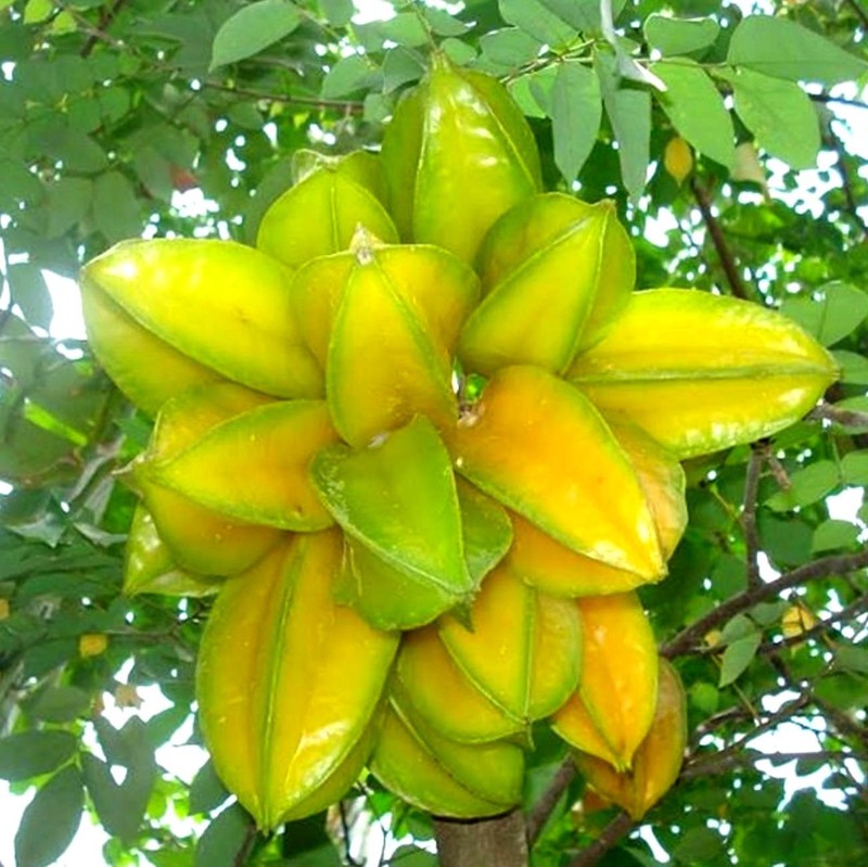 PdfiiCry5SKo4Bgk9TsV_simg_d0daf0_800x1200_max.jpg