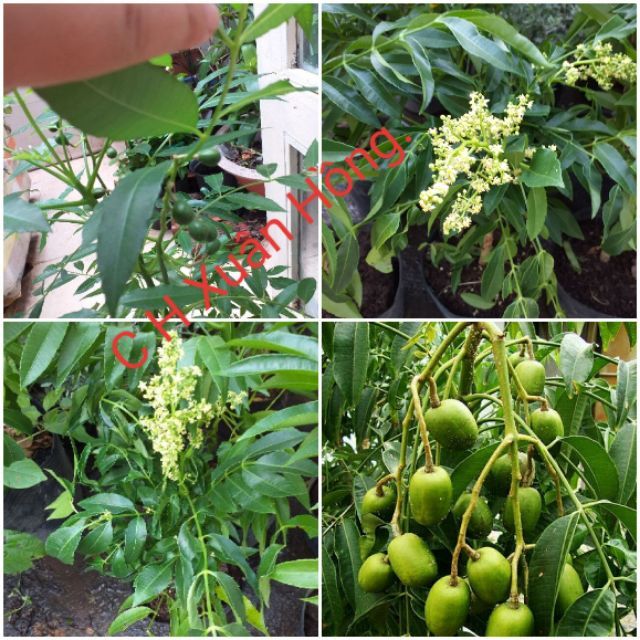 Chậu cây cóc thái mới về , cây đẹp.