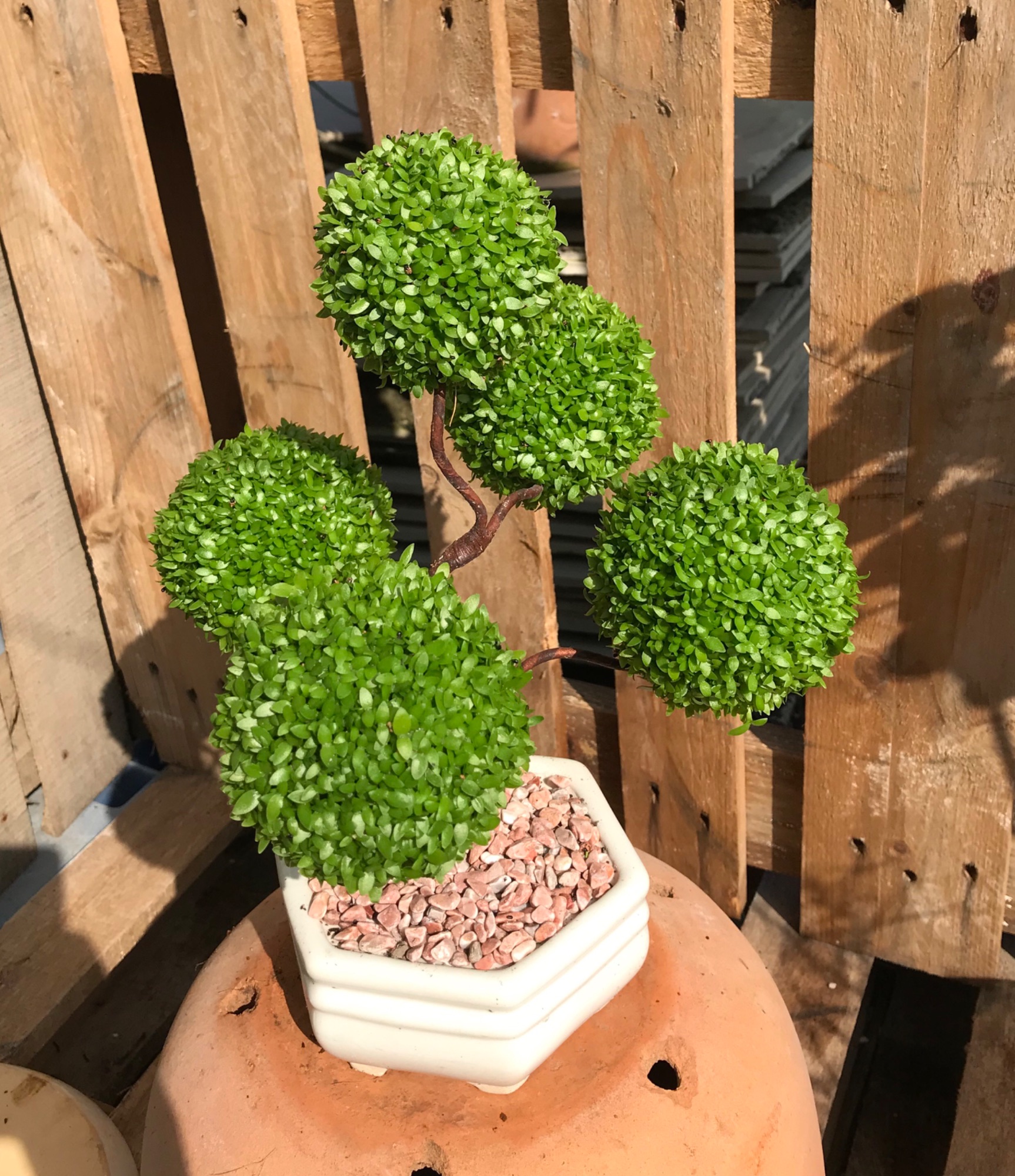 Chậu cây May Mắn 5 quả cầu