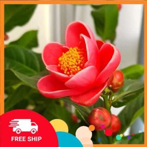 Hoa hải đường (hoa hồng cánh sen)- CHẬU LỚN, ĐANG NỤ, CHƠI TẾT