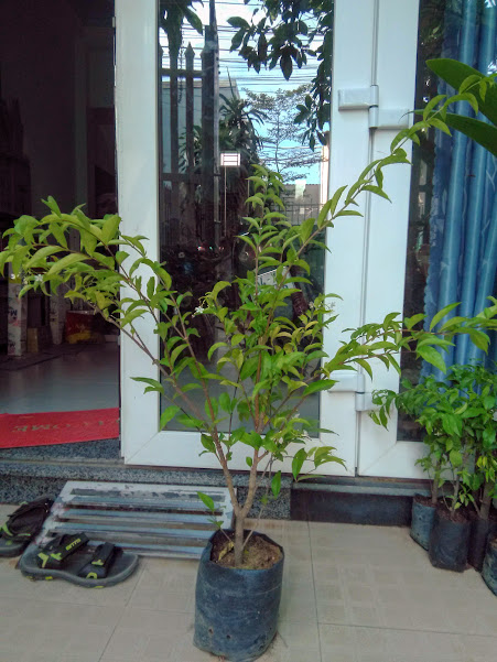 Cây mai chiếu thủy - lá lớn, cao khoảng 0.8m