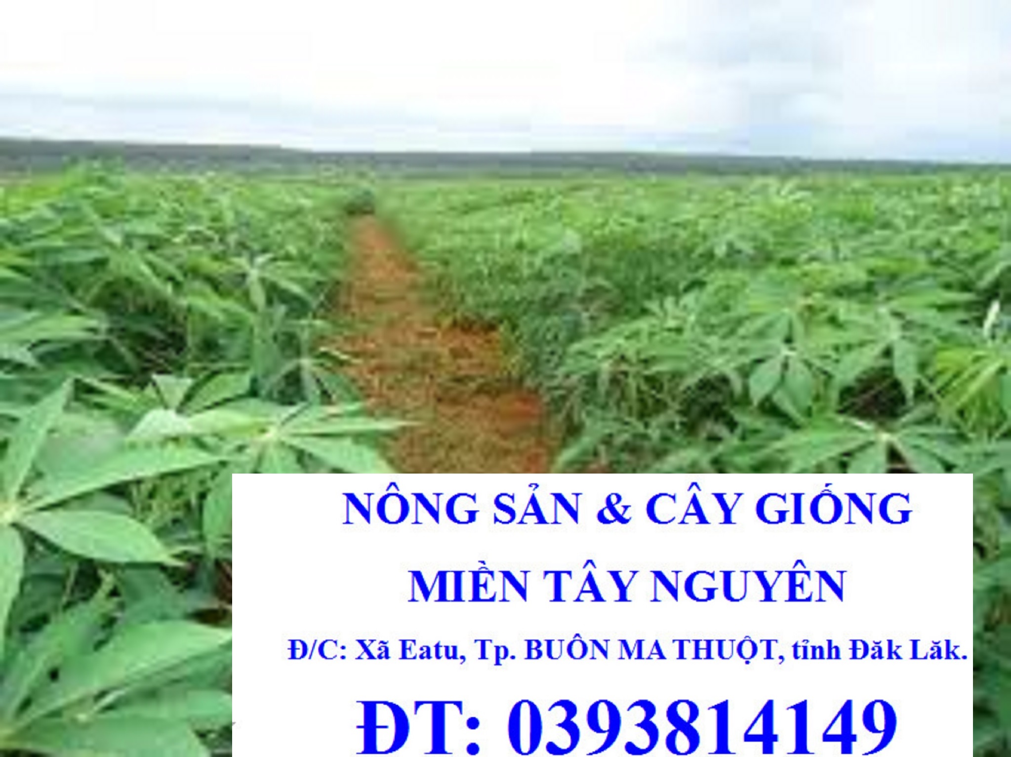 2 kg lá cây khoai mì [ lá cây khoai sắn ] tươi. [ 100% lá sạch, an toàn, không thuốc, trồng tự nhiêu xen canh với cây cà phê ]