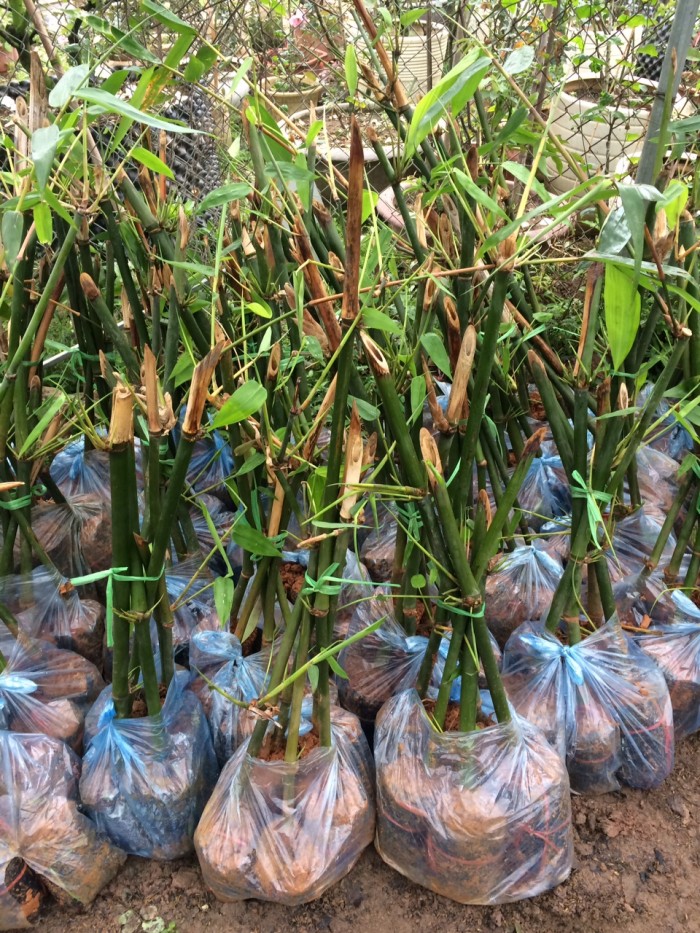 Chi tiết 60 về mô hình trồng măng tre mới nhất  Tin học Đông Hòa