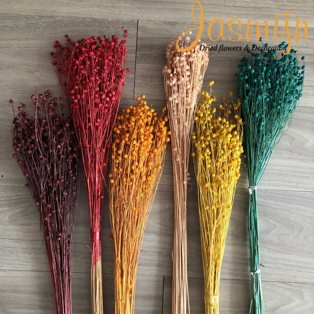 hoa khô flax, cỏ khô linum, cành hạt đậu