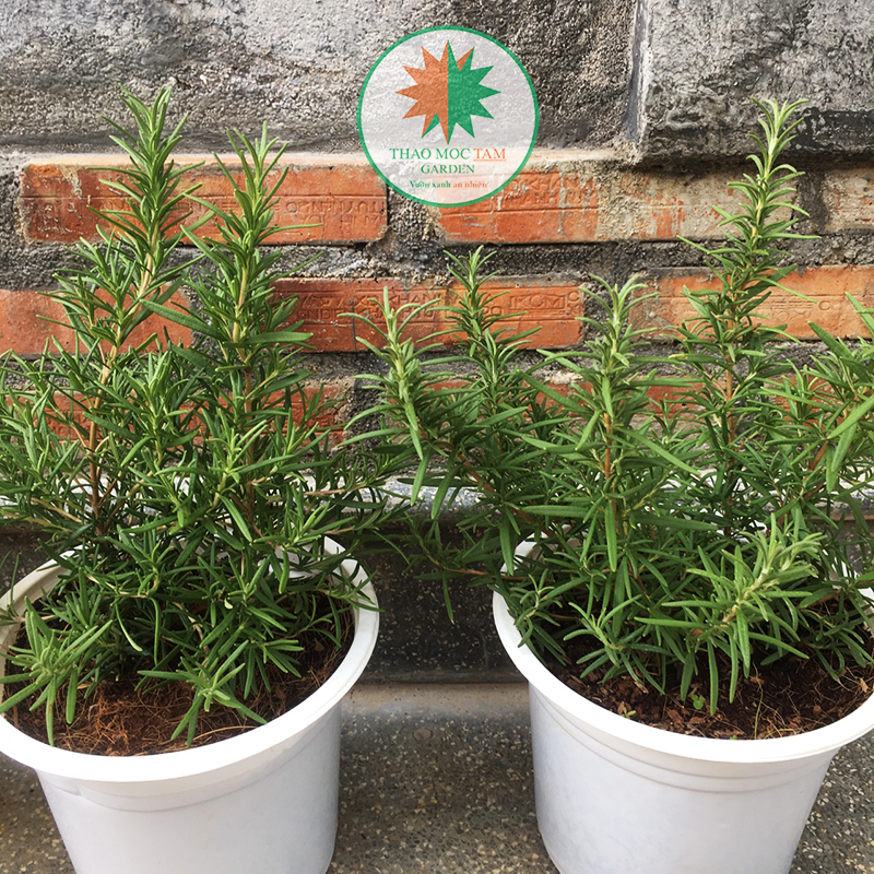 Chậu Cây Hương Thảo Chậu S18/ Cây Rosemary - Cây được trồng ở Cam Ranh, khí hậu miền trung, cây cứng cáp dễ thích nghi dễ chăm sóc.