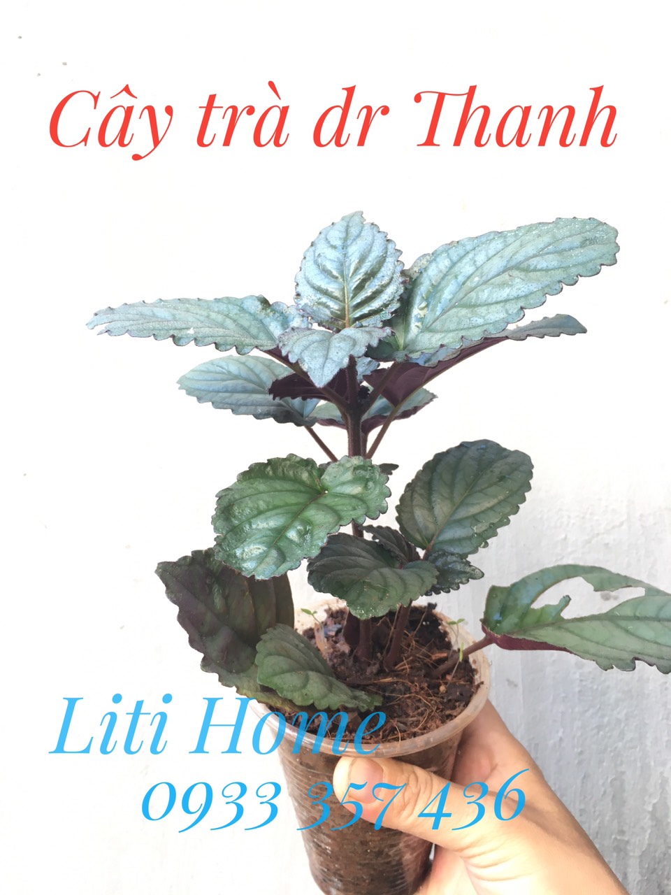 Cây Dr Thanh, cây trà ô long (1 cây), cây bán tự cảnh, lá phơi khô làm trà, nấu nước mát, thanh nhiệt