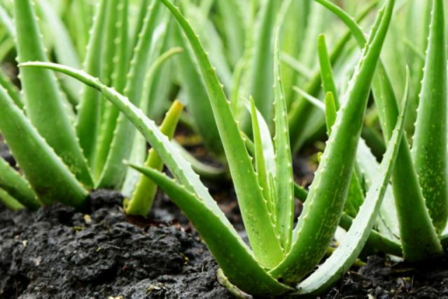 Cây nha đam rễ trần dễ chăm sóc nhiều tiện ích