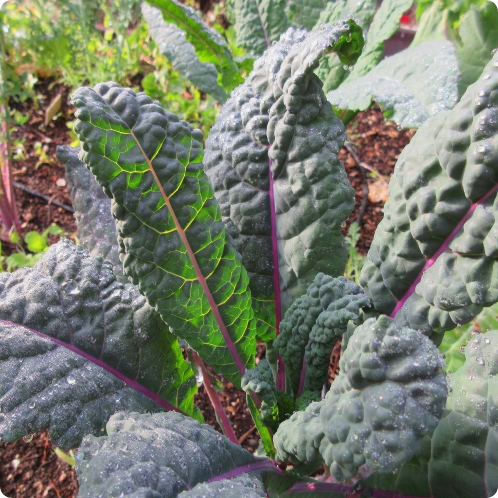Hạt giống cải Kale Khủng Long Tím Dazzling Blue Kale 100 hạt