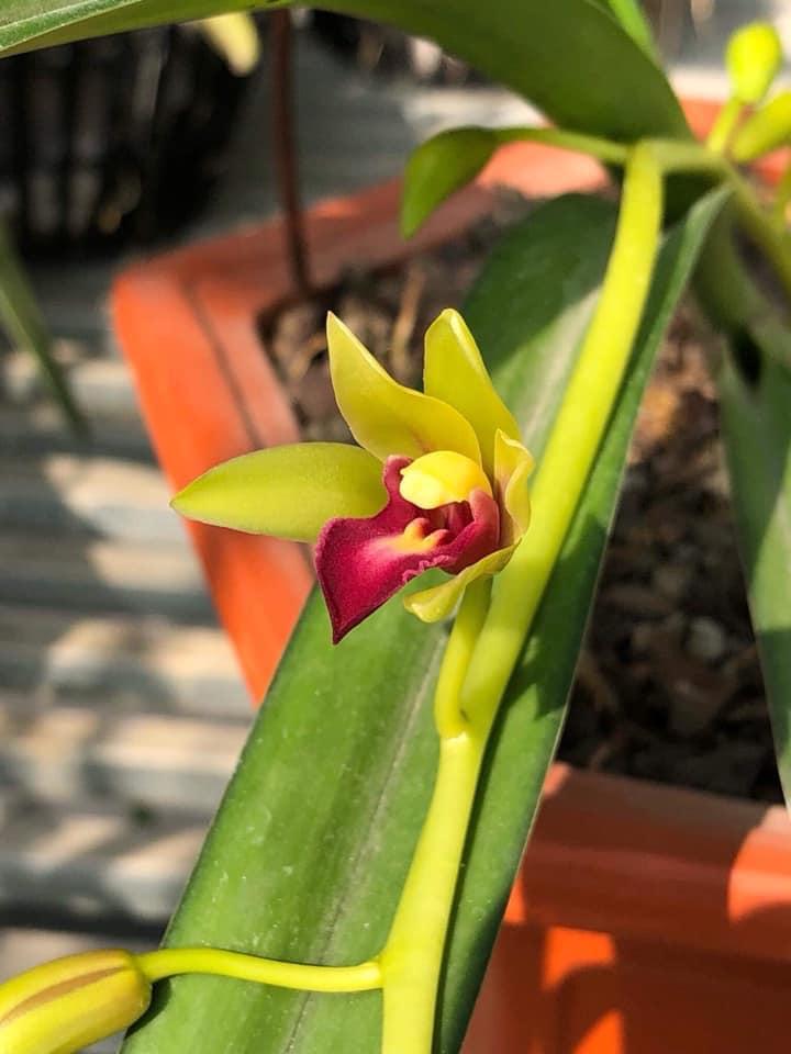 Lan Giống Kiêm Red Suriya ( Bông sô 2 thái lan ) cây giống năm 1