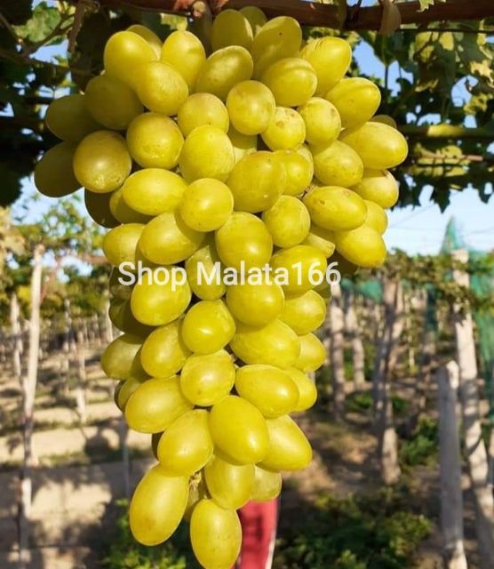 3 cây nho (Hạ đen, nho ngón tay , nho xanh trái dài)
