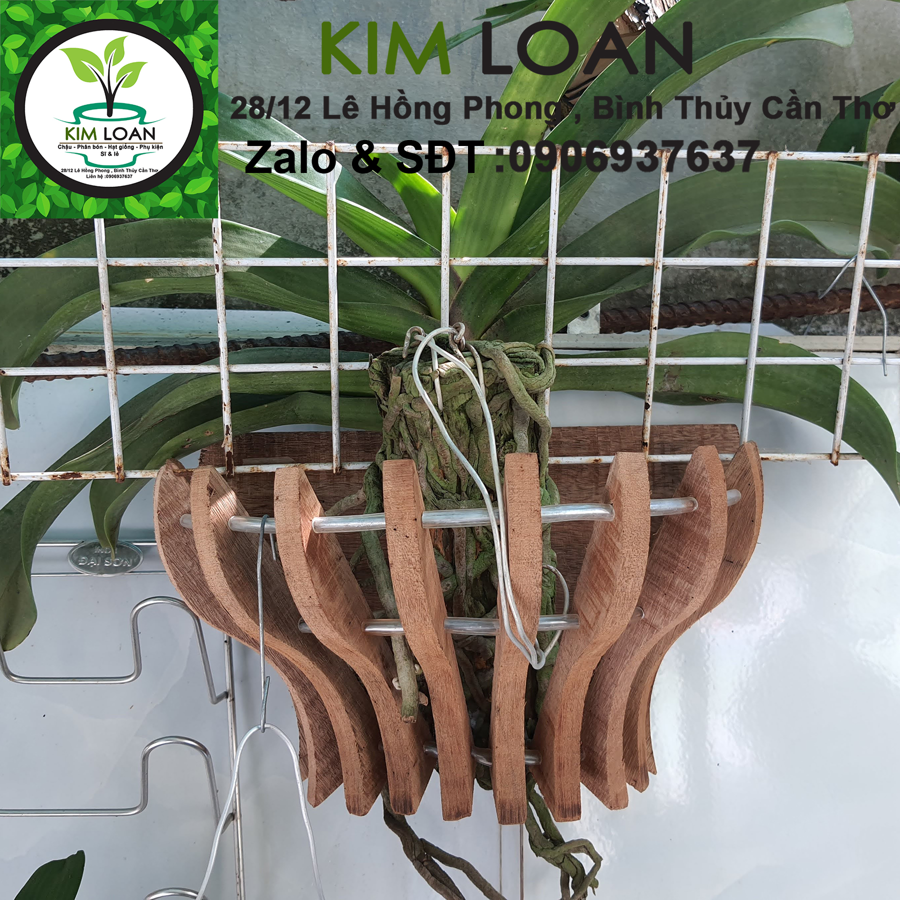 Chậu lan gỗ ốp tường